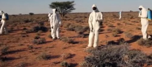 Devastating plague of locusts could hit East Africa. [Image source/NBC News YouTube video]