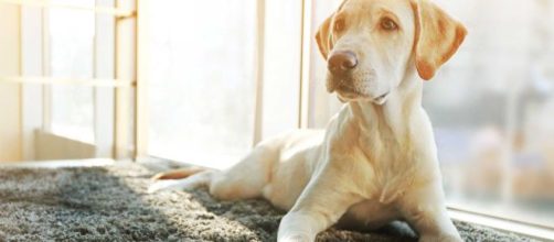 Tu perro puede ser m&aacute;s leal que tu pareja