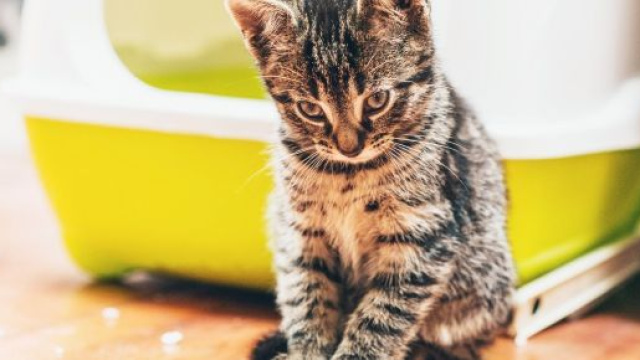5 motivi per cui il gatto non usa la lettiera