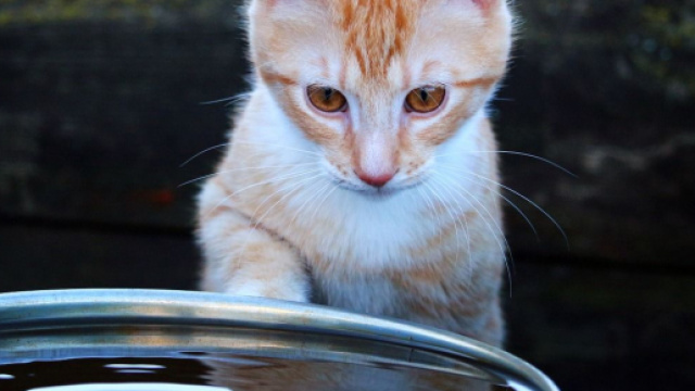 Chat boit de l'eau pas uniquement dans sa gamelle que faire