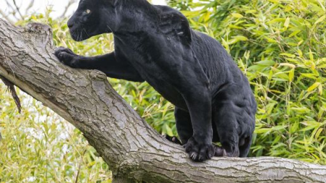 Non si fermano le ricerche della pantera, avvistata dal 15 gennaio in provincia di Foggia