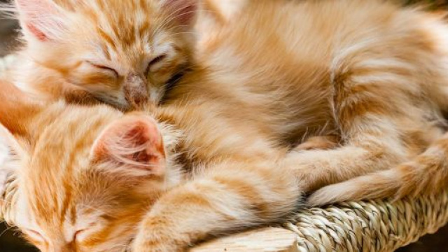 7 falsi miti da sfatare sui gatti: non sono degli animali solitari.