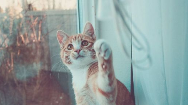 Chat : s'il vous suit partout ce n'est pas uniquement parce qu'il veut vous demander quelque chose
