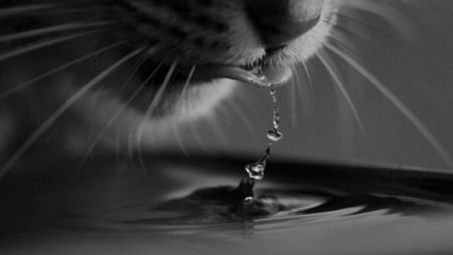 Chat s'il met sa patte dans l'eau ce n'est pas uniquement parce qu'il souhaite s'amuser