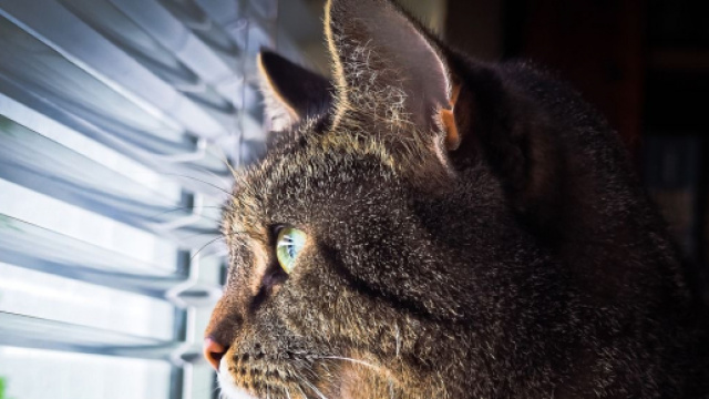 Chat : comment fait-il pour vous reconnaitr?