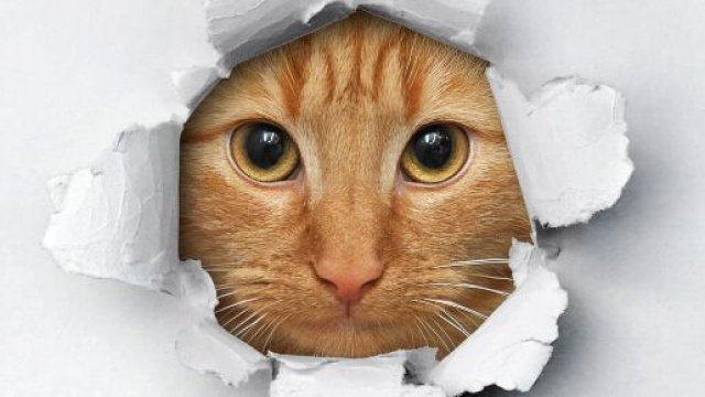 Chat : pourquoi met-il un coup de t&ecirc;te