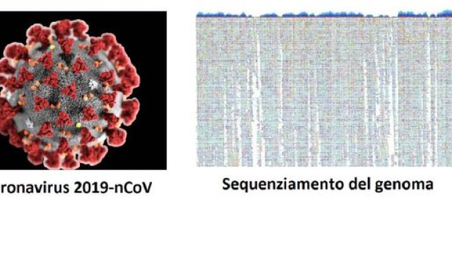 Dopo la Cina, con il propagarsi dell&rsquo;infezione del coronavirus 2019-nCoV, anche altri Paesi stanno sequenziando il genoma del virus.