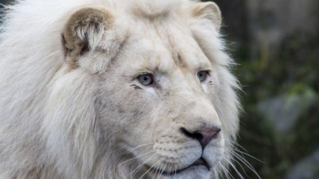 Oroscopo di marted&igrave; 4 febbraio: Toro svogliato, umore top per Leone.