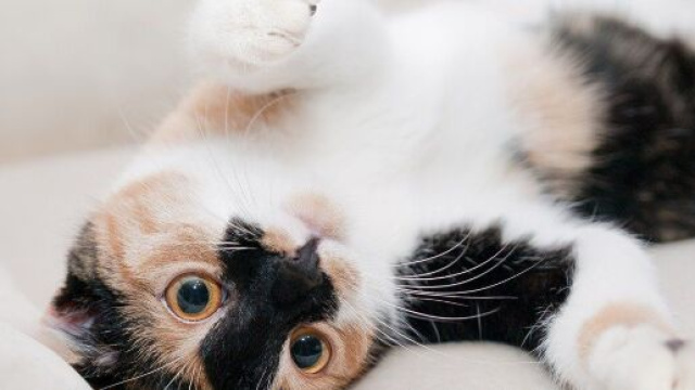 chat : s'il vous montre son ventre ce n'est pas seulement parce qu'il veut des caresses