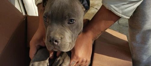 Un ni&ntilde;o abandona a su perro para que su padre no le maltrate