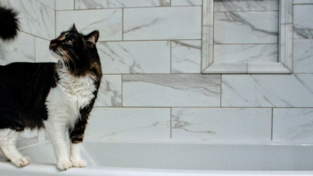 chat : pourquoi aime-t-il autant passer du temps dans la salle de bain