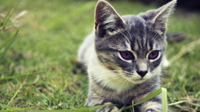 Ces signes qui montrent que votre chat vous aime