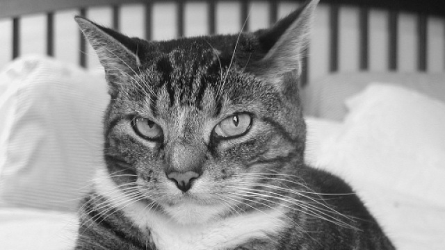 Chat : dormir avec aurait de nombreux avantages