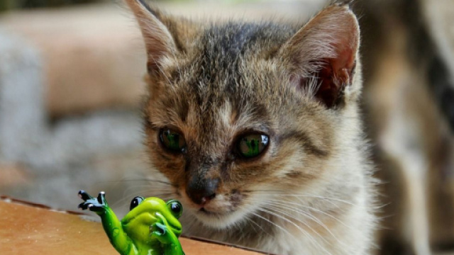 Chat s'il fait tomber un objet ce n'est pas simplement parce que cela lui fait plaisir