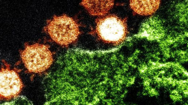 Coronavirus, l'epidemiogolo Ciccozzi spiega che il virus potrebbe subire una mutazione.