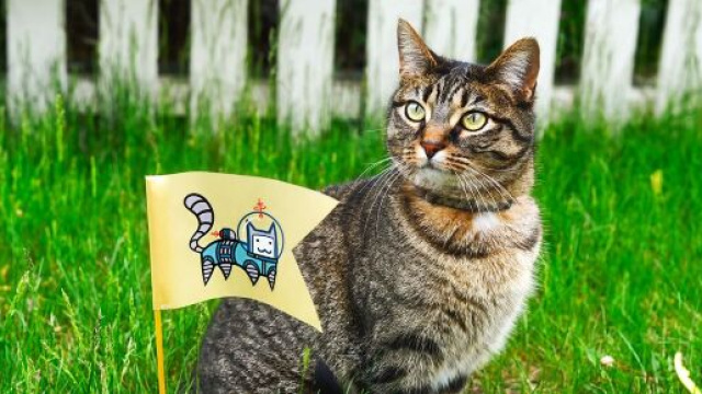 Un chat candidat pour les &eacute;lections municipales de Rennes