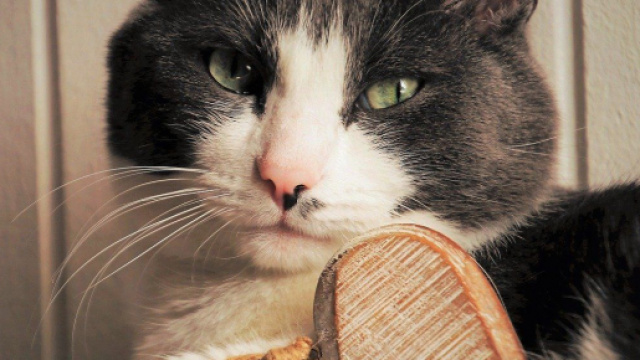 Comment faire pour que votre chat vous aime plus - Blasting News