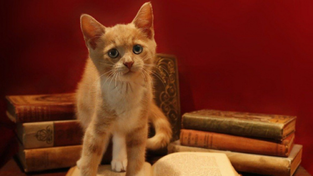 Ces signes qui montrent que votre chat est intelligent