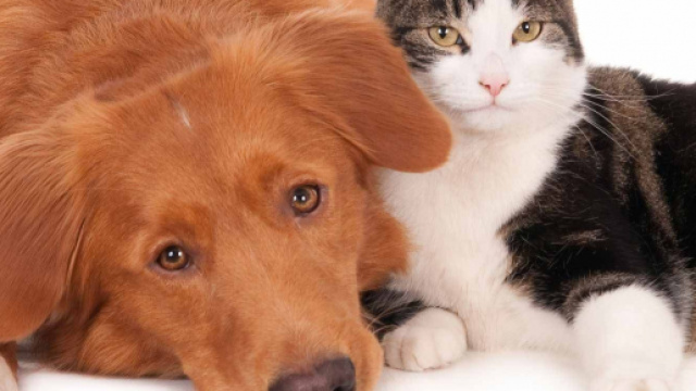 Cina, Shenzhen: stop al consumo di carne di cani e gatti.