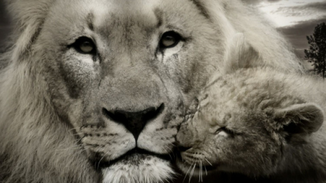 Oroscopo, classifica di luned&igrave; 2 marzo: Gemelli malinconico, Leone attendista.