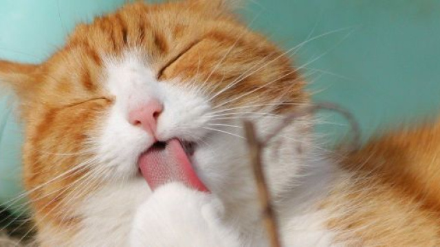 Chat qui p&eacute;trit qu'est-ce que cela signifie vraiment