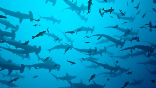 Banco di squali martello popolato da trecento esemplari.