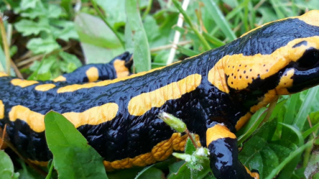 La salamandra pu&ograve; essere pigrissima