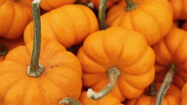 Cosa cucinare con la zucca? 5 ricette facili e sfiziose - VIDEO - chedonna.it