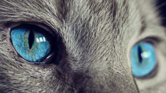 I gatti sono animali molto sensibili.