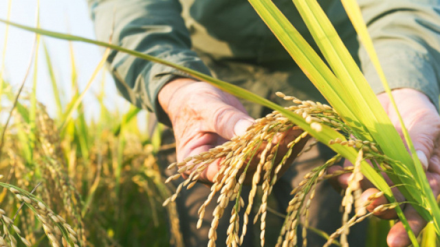L'agricoltura sostenibile entra su scala maggiore nelle multinazionali