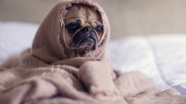 Riconoscere i cani stressati dal loro comportamento.