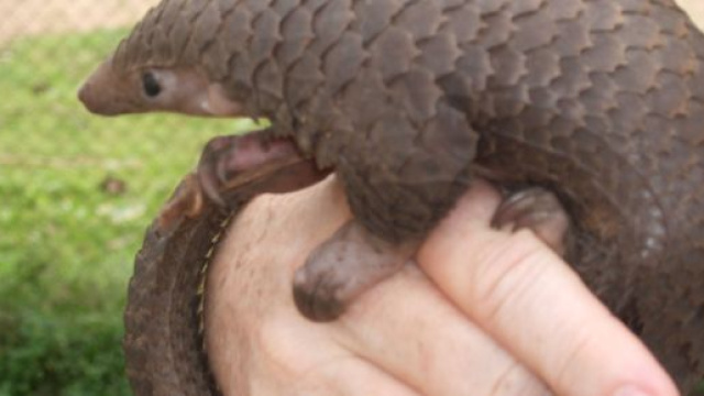 Il pangolino potrebbe essere stato l'ospite intermedio del virus.