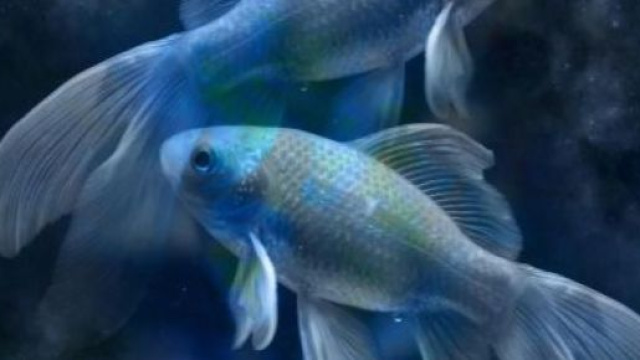 Oroscopo del segno dei Pesci a marzo