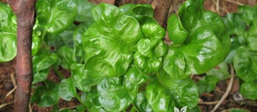 O espinafre &eacute; uma excelente fonte de nutrientes para auxiliar na mem&oacute;ria. (Arquivo Blasting News)