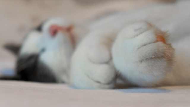 Chat : 5 raisons qui expliquent pourquoi il p&eacute;trit