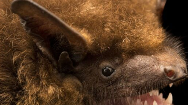 Trani, paura in centro per animali messi ad essiccare su un balcone, si crede siano pipistrelli