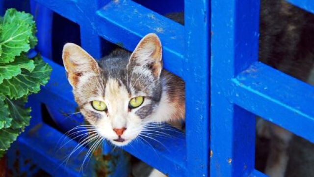 Chat il est peu probable qu'il puisse vous transmettre le Coronavirus