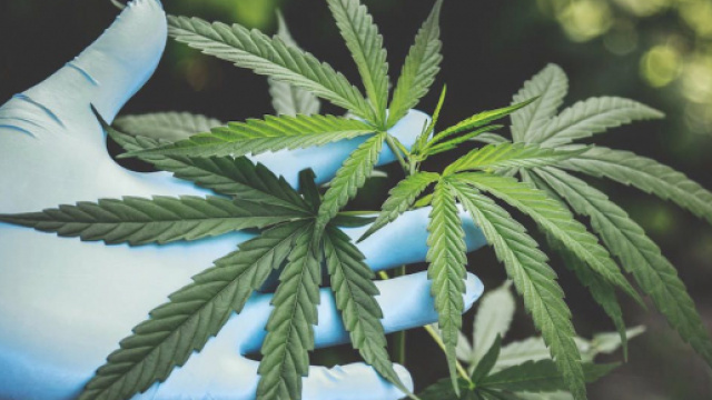 Montargis : 3 migrants vietnamiens forc&eacute;s &agrave; cultiver de cannabis. Credit : Pexels/Aphiwat chuangchoem