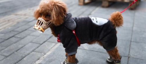 Is It OK to Make Coronavirus Memes and Jokes? | WIRED - wired.com