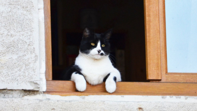 chat : pourquoi aime-t-il tant entrer et sortir?