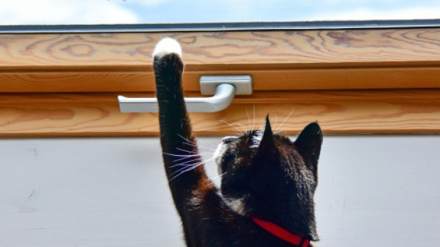 chat s'il se met &agrave; gratter ce n'est pas seulement pour sortir