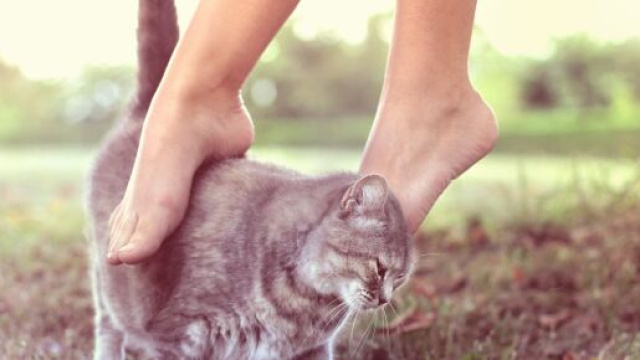 chat s'il vous montre ses fesses ce n'est pas seulement pour dire bonjour