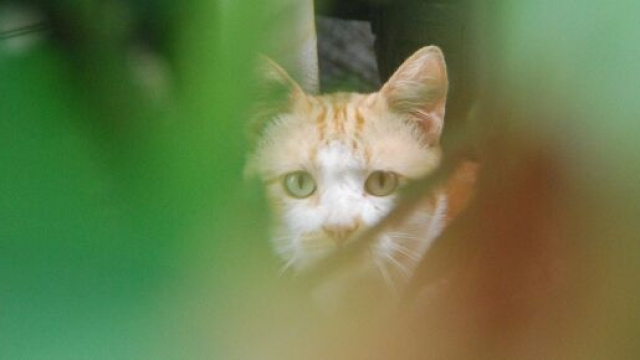 le chat pourrait &ecirc;tre allergique &agrave; l'homme