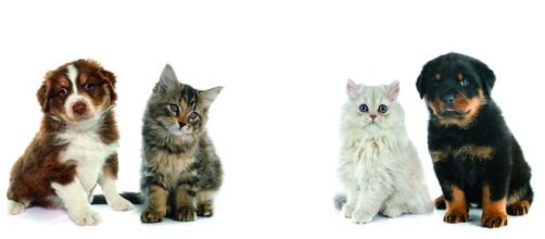 Veterin&aacute;rios alertam para ter cuidados com os pets nesse surto de coronav&iacute;rus que assola o globo terrestre. (Arquivo Blasting News)