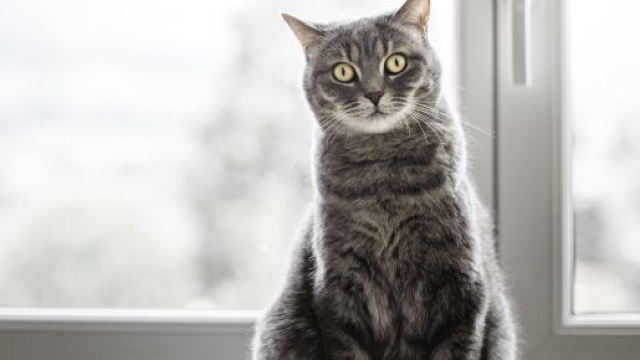 Chat pourquoi regarde-t-il autant ce qu'il se passe