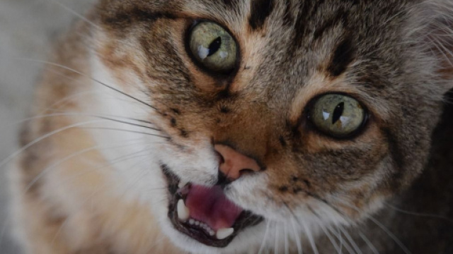 chat qui miaule ce qu'il essaie de vous dire