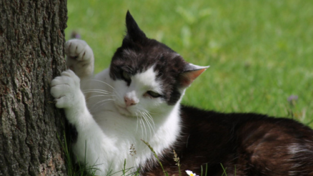 chat et coronavirus dans quelles mesures peut-il sortir