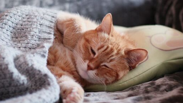 Pourquoi mon chat dort sur ma t&ecirc;te ?