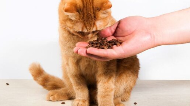 Pourquoi mon chat vomit ? Voici ce qui pourrait en &ecirc;tre la cause