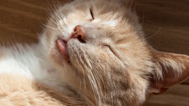 Pourquoi mon chat me l&egrave;che et me mordille les cheveux ?